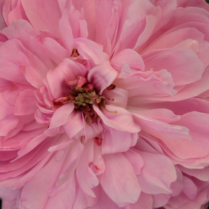 Поръчка на рози - Розов - Стари рози-Перпетуално хибридни рози - интензивен аромат - Pоза Жак Картие - Жан Деспрез - Бледо розово разнообразие със силен сладък аромат.
